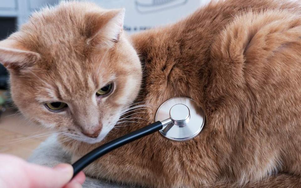 Gigantische dierenartskosten aan banden gelegd: paal en perk gesteld aan stijgende prijzen