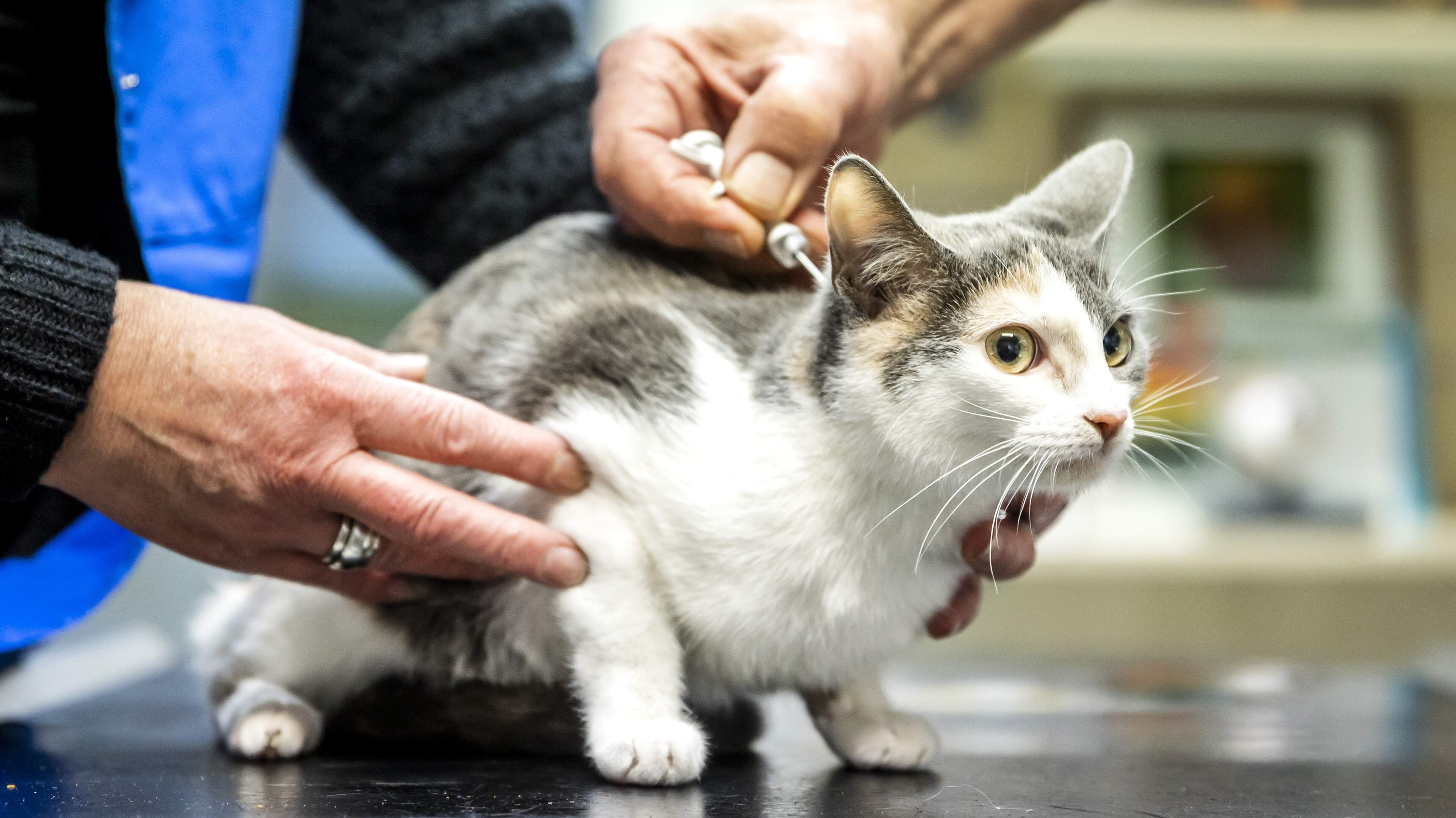 Kabinet in actie tegen onverwachte torenhoge kosten bij dierenarts: wat is jouw meest opmerkelijke rekening?