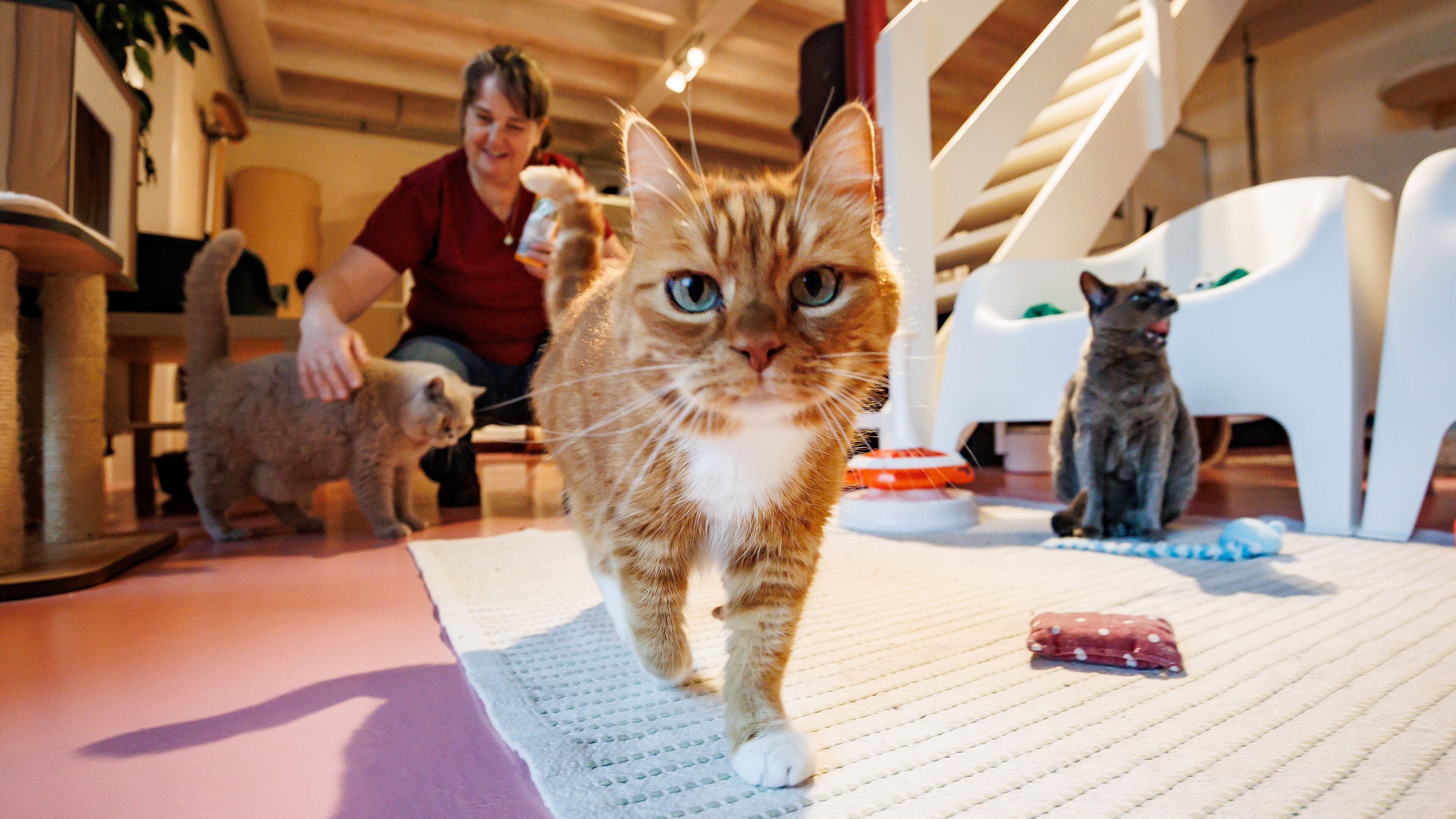 Zomer betekent volle bak voor kattenpension in Schin op Geul: ‘Kat moet net als baasje een fijne vakantie hebben’