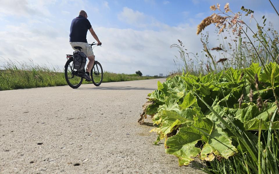 Berenklauw-fietspad tussen Winsum en Groningen frustreert gemeenten. ‘Als erfgrens in sloot ligt, moeten wij stoppen met bestrijden’