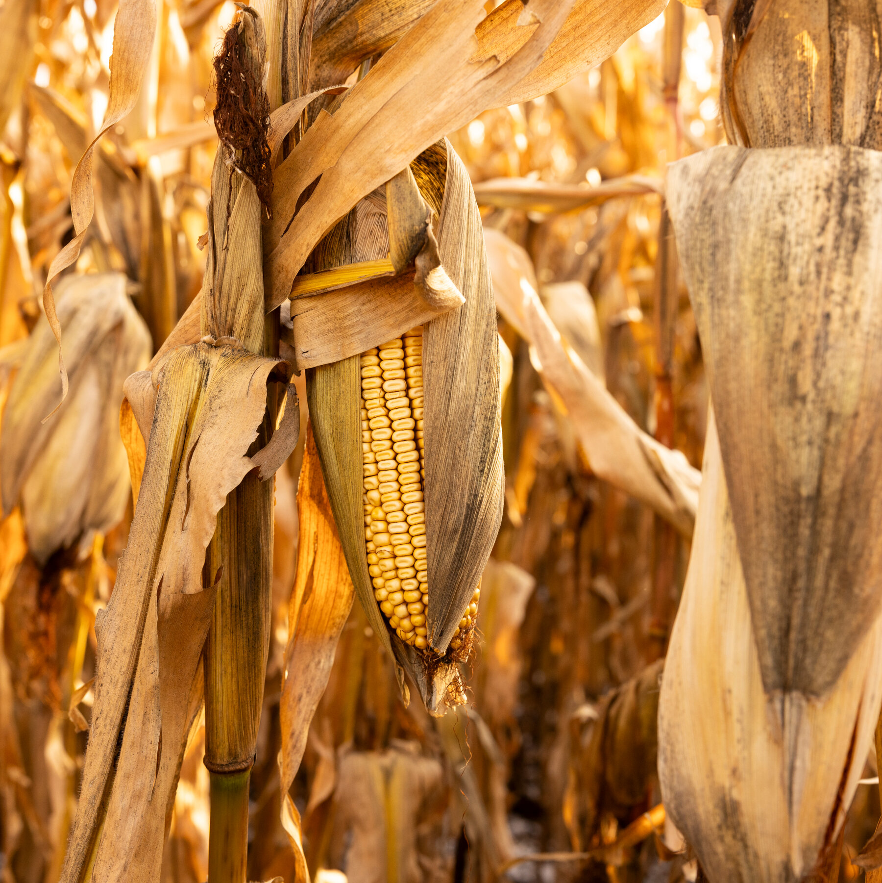 War Hangs Over American Farmers as Fertilizer Prices Rise