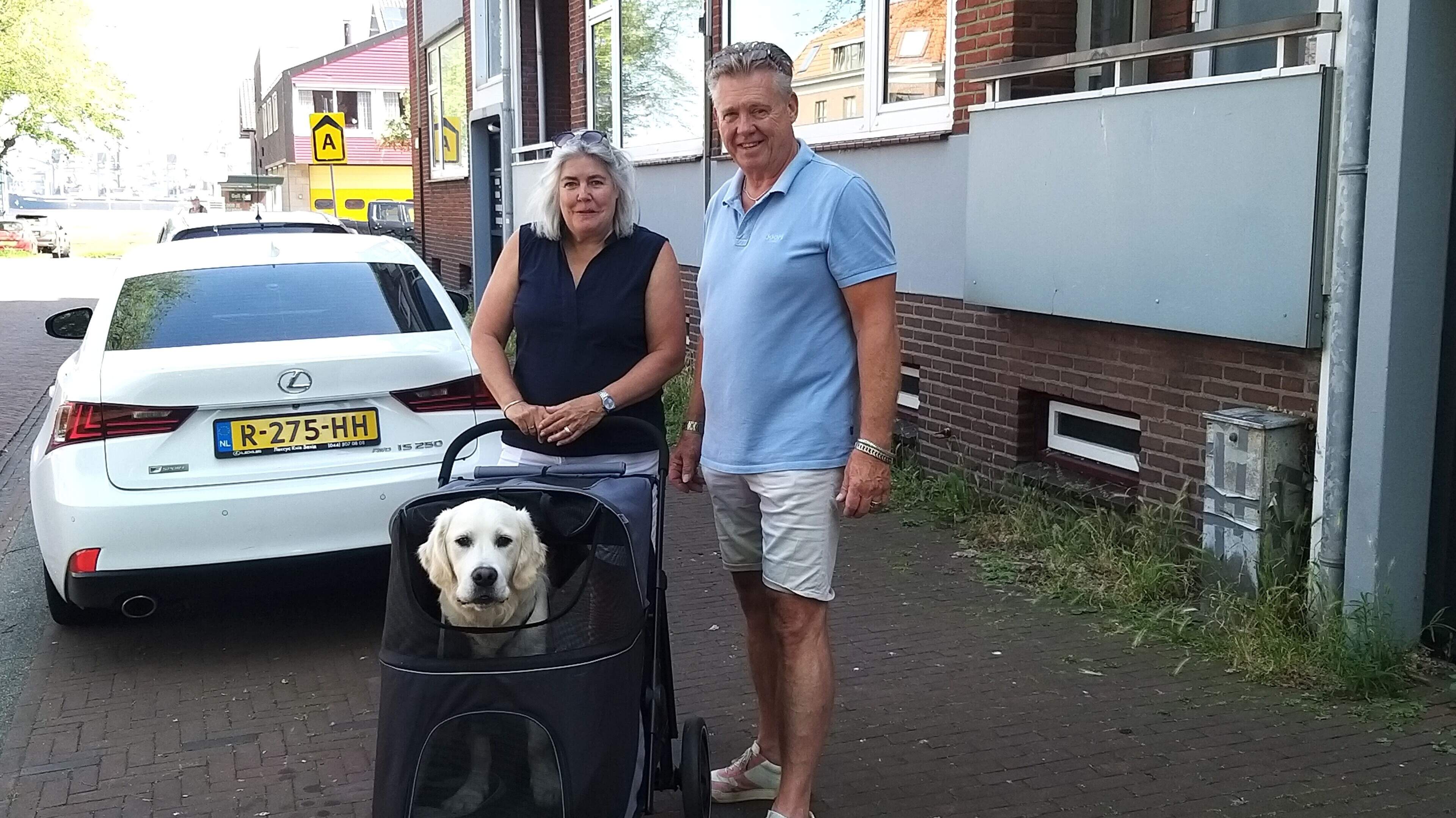Golden Retriever Guus herstelt van een ingrijpende operatie. ’Zijn heup kon makkelijk uit de kom raken. Dat is nu verholpen’
