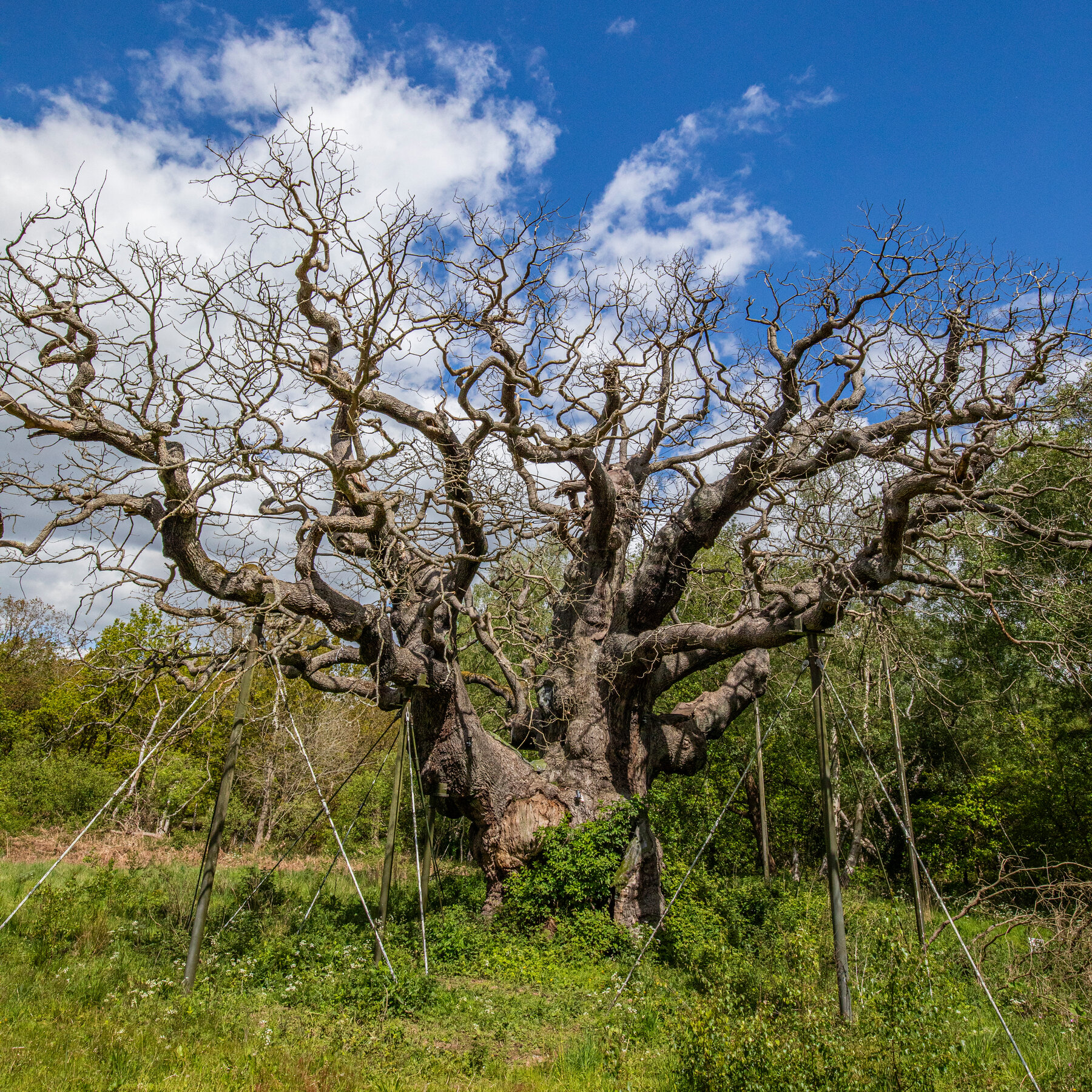 The Major Oak, Ancient Tree of Robin Hood Legend, Has Died