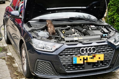 Brandweer denkt kat uit auto te jagen, maar dan kruipt er iets anders onder motorkap vandaan