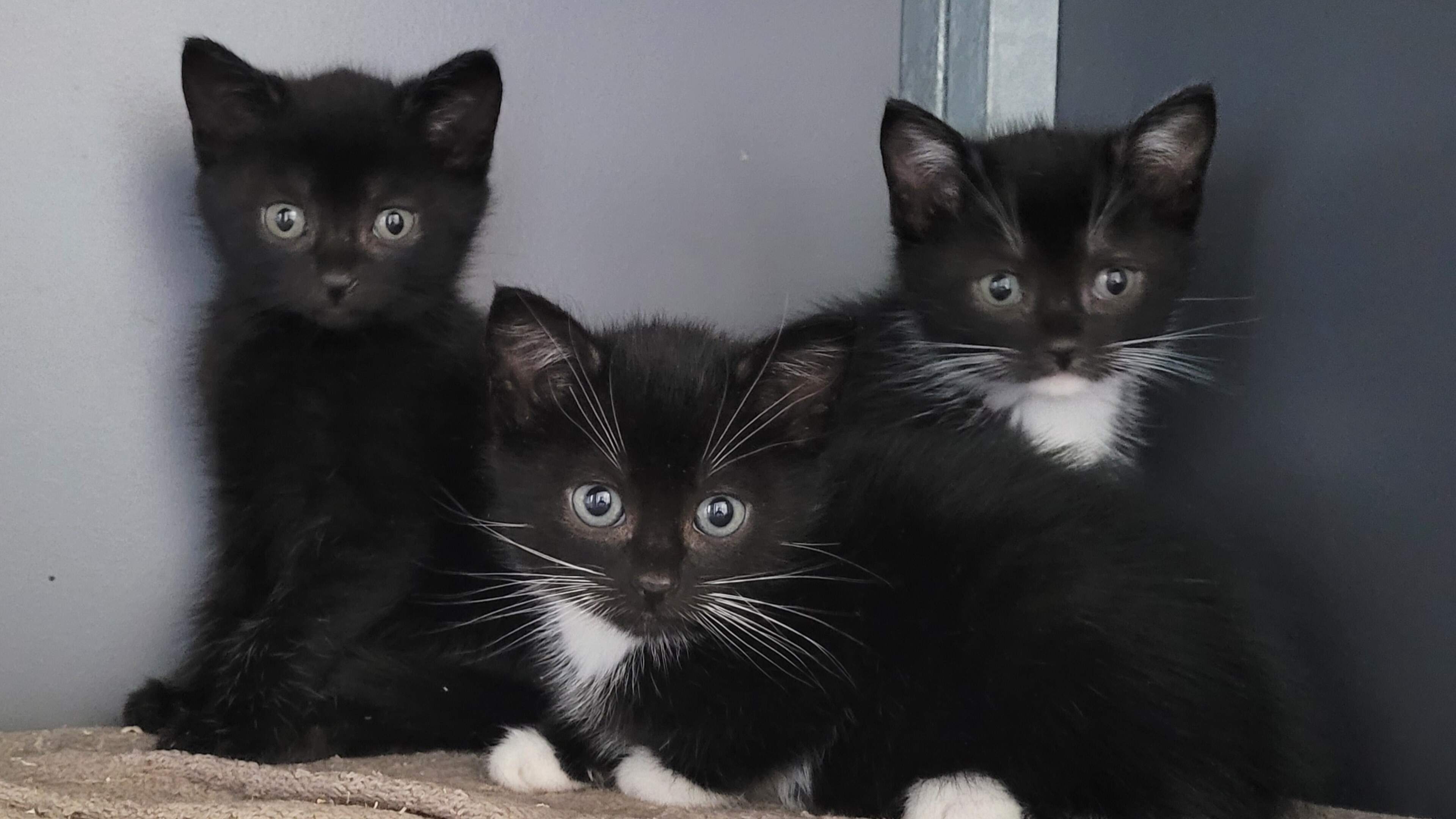 Dierenasiel de Beestenboel zoekt thuis voor kittens die op eigen benen de wereld willen ontdekken