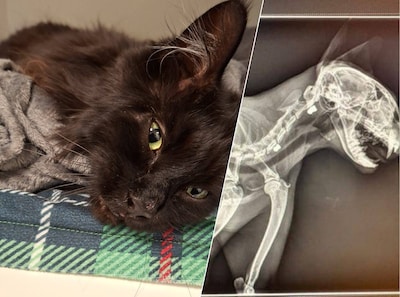Dochters (4 en 7) van Robert vinden kat Katy onder het bloed in de tuin: ‘Ze zijn compleet in paniek geraakt’
