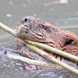 Bever veroorzaakt schade in Zuid-Holland, provincie sluit afschieten niet uit