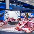 Vleessector belooft beterschap, maar is het genoeg om verbod op uitzendkrachten te voorkomen?