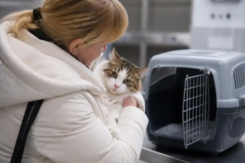 Kat Mishu na 17 dagen vermissing op Brussels Airport levend teruggevonden