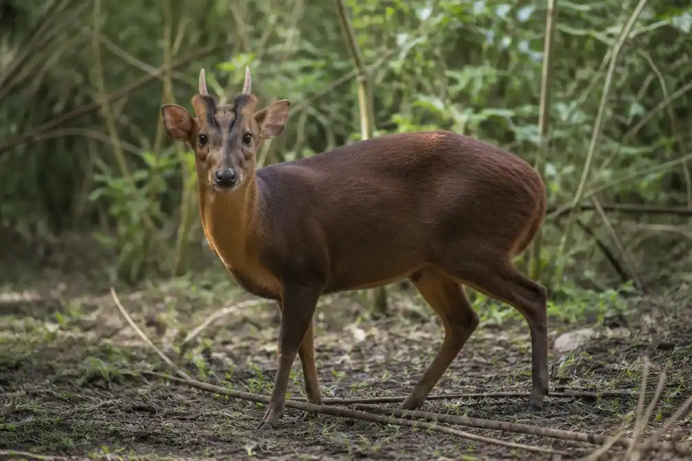 26 meldingen van Chinese muntjak in Pelt, meerdere exemplaren gespot