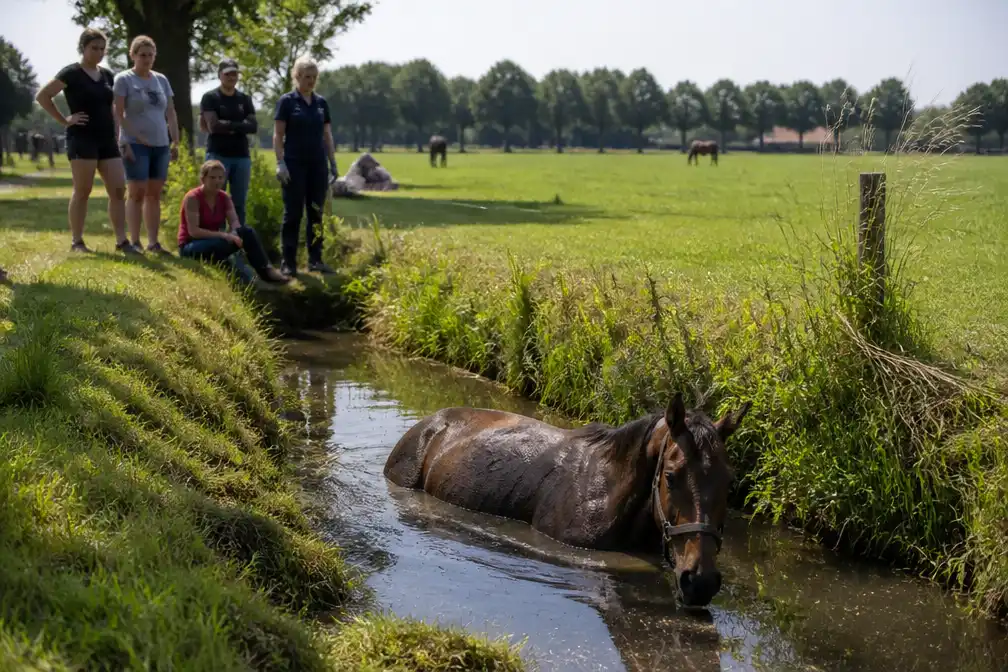 Opvallend veel paarden door hitte in sloot beland, zegt paardenarts