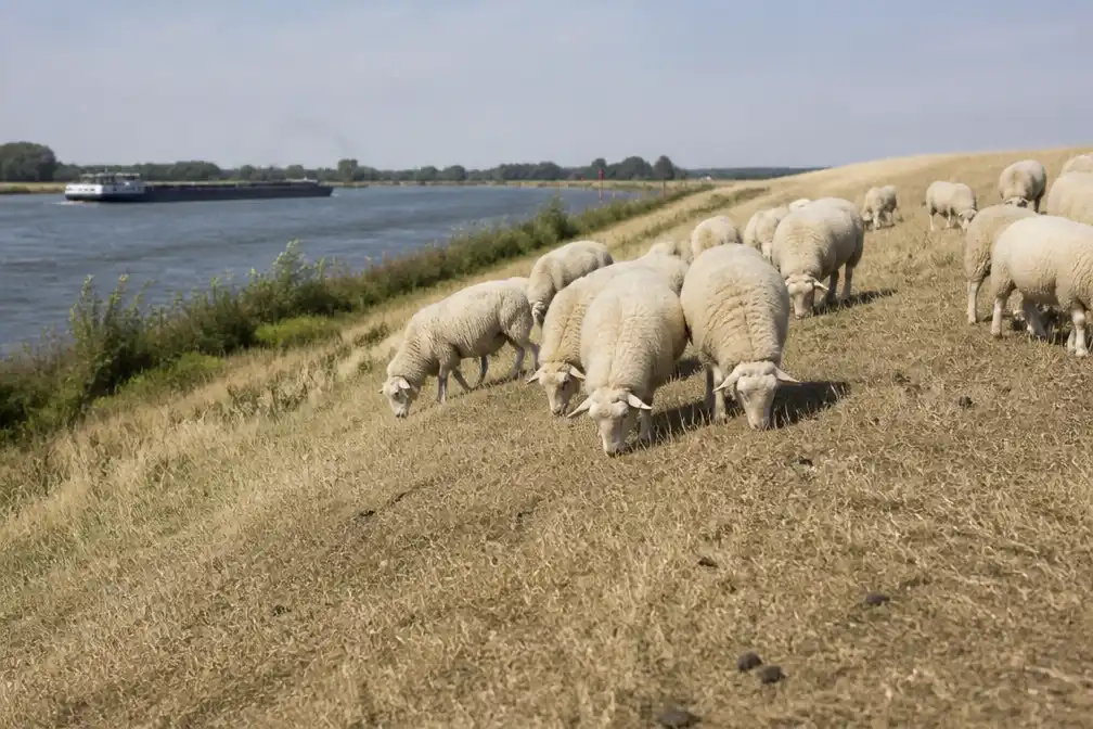Waterschappen weren schapen van droge dijken