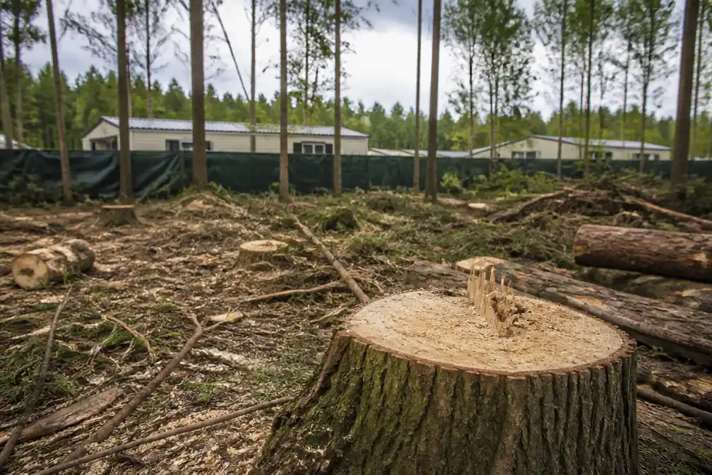 Bestuursrechter Haarlem buigt zich over aanbouw Landsmeer en bomenkap Zandvoort