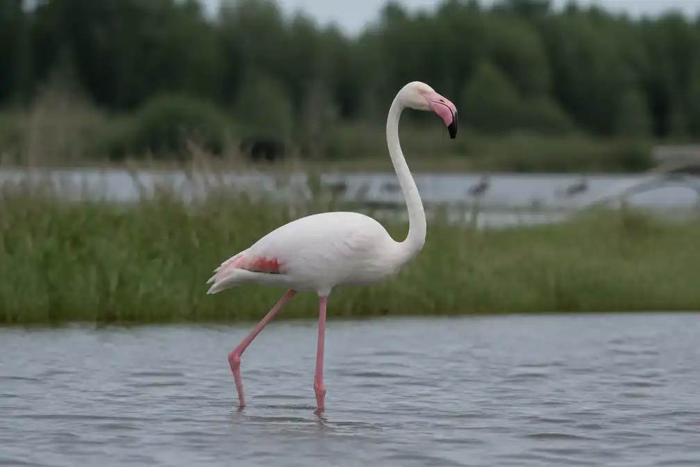 Ontsnapte flamingo uit Nederlandse zoo duikt op aan Schulensmeer