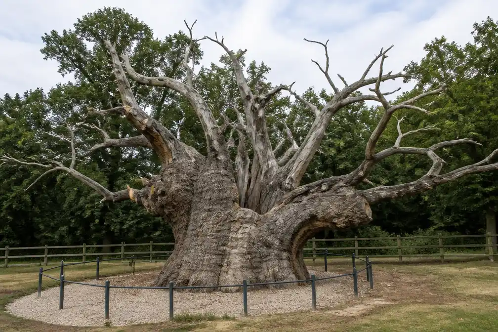 Dikste eik van Nederland in Laren sterft; laatste groene scheut is dood