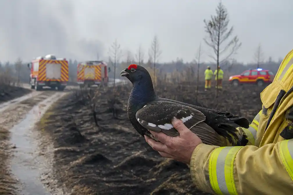Brand Hoge Venen onder controle; zeldzame korhoenhaan gered