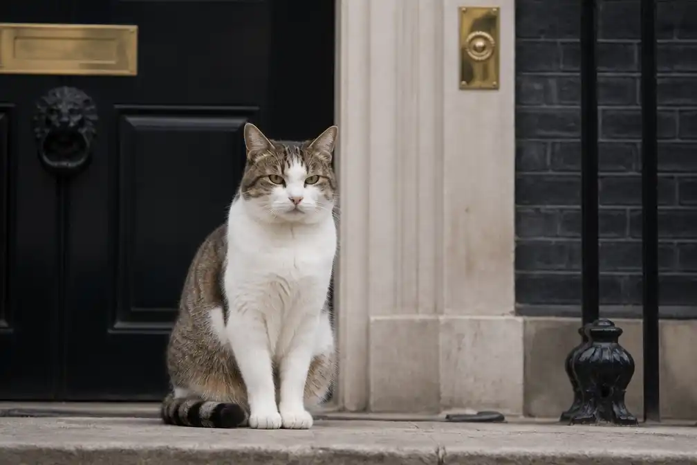 Larry the Cat leeft nog, meldt X-account na onjuist overlijdensbericht