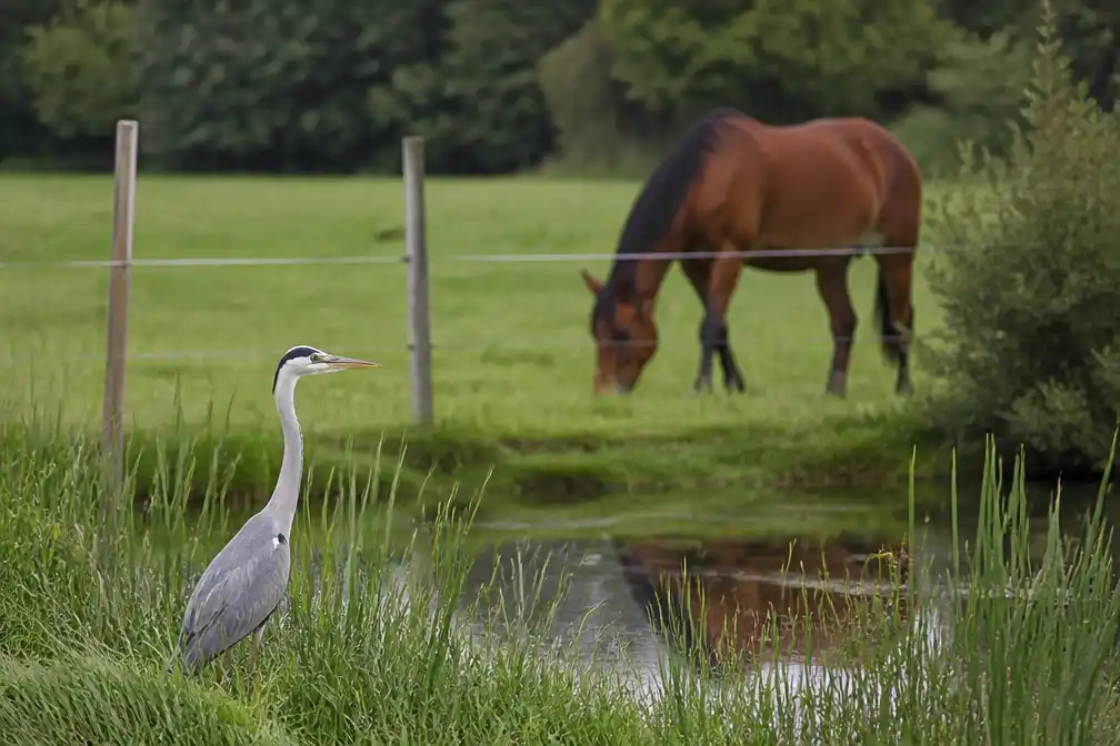 Westnijlvirus vastgesteld bij vogels en paarden in regio Willebroek-Mechelen
