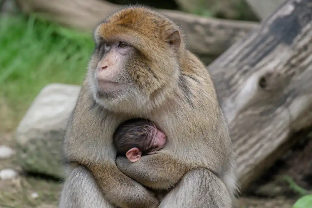 Berberaapje geboren in ZOO Planckendael, moeder Jella komt uit reddingsgroep