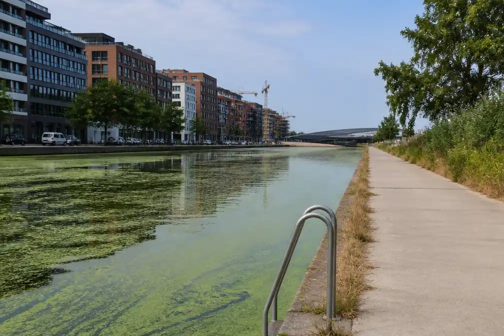Gent schrapt zwemmen in open water door aanhoudende blauwalgen