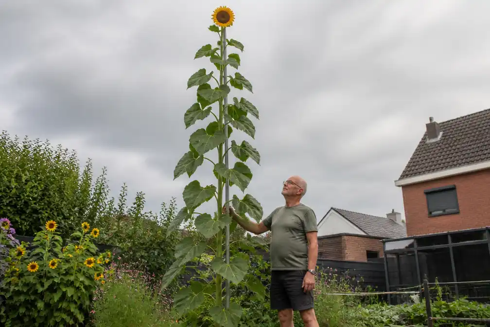 Danny Lemmens uit Meldert verbreekt Belgisch record met zonnebloem van 7 meter