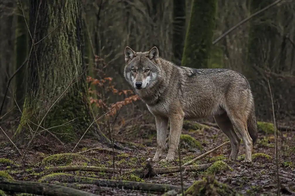 Rapport: Zeker 41 wolven in Nederland waarschijnlijk gestroopt