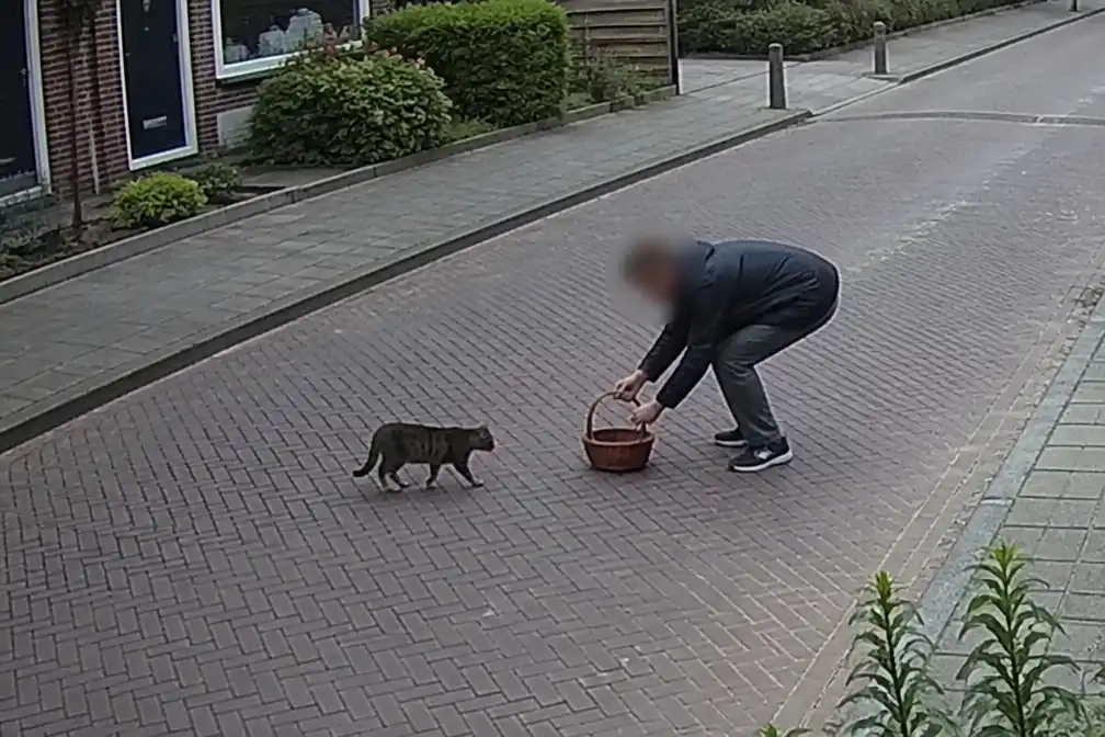 Kat Luna gestolen nadat man haar met mandje lokt op straat in Gouda
