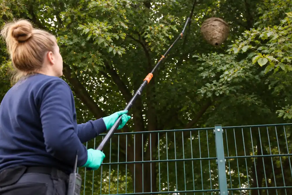 Hoornaarsnest opgespoord nabij basisschool op Linkeroever in Antwerpen