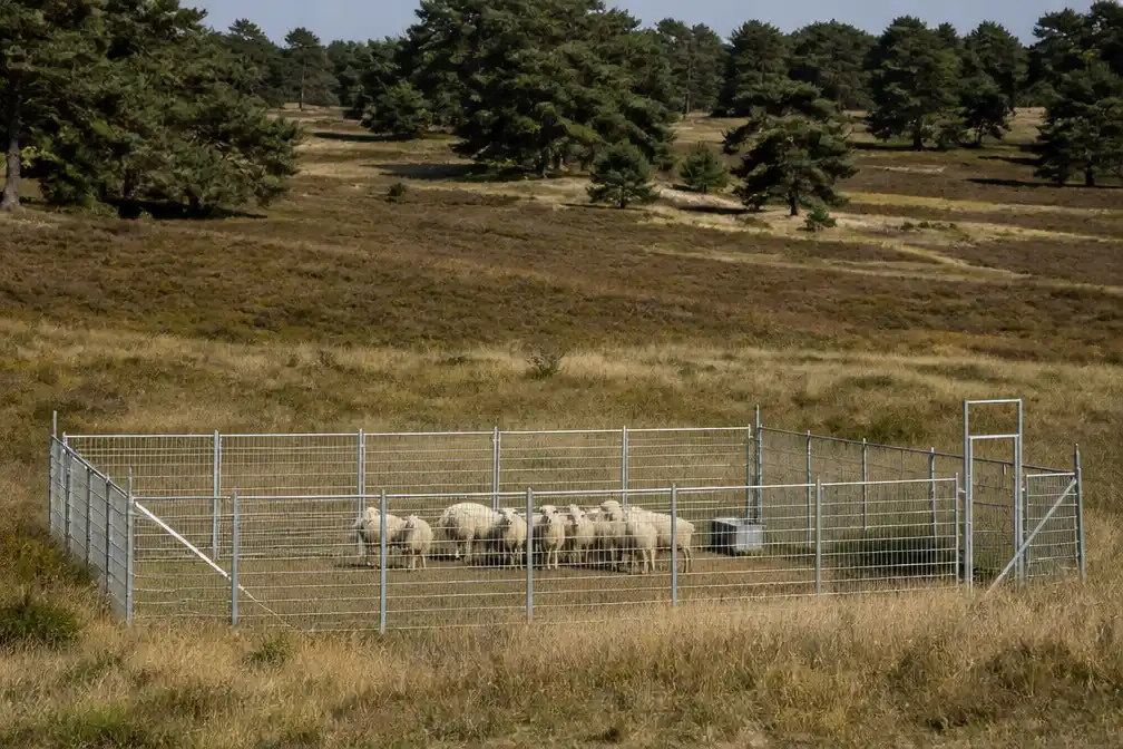 Lokkooi met levende schapen op Hoge Veluwe; Faunabescherming eist ingrijpen
