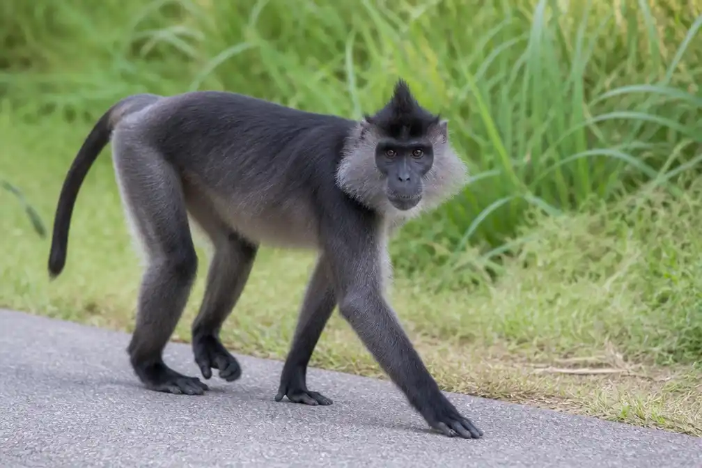 Aap ontsnapt uit Beekse Bergen, gespot in Esbeek