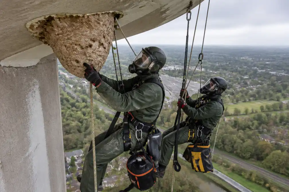 Bestrijders verwijderen nest Aziatische hoornaars op 49 meter in watertoren Melle