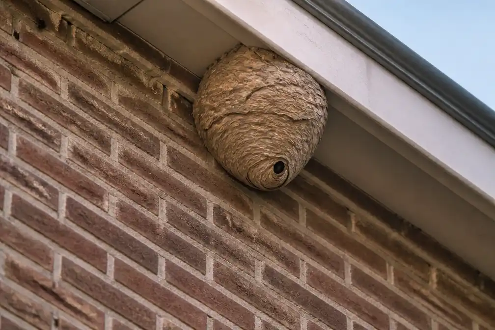 Studenten schieten met pijl en boog op nest Aziatische hoornaars in Leuven