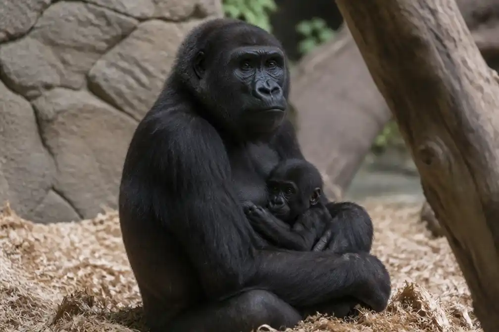 Babygorilla in Zoo Antwerpen heet Baya na keuze van bezoekers