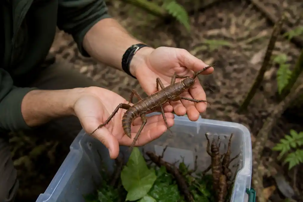 Nieuw-Zeeland fokt tienduizenden exemplaren van zwaarste insect ter wereld en zet ze uit