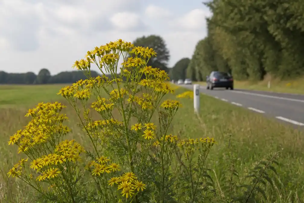 Overijssel pakt giftig jakobskruiskruid aan in weilanden en bermen