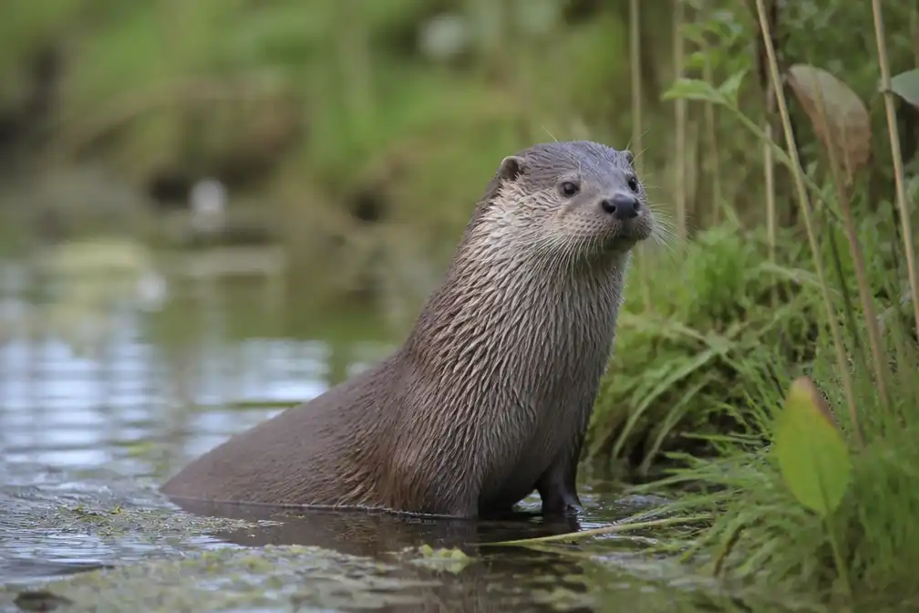 WWF: biodiversiteit wereldwijd in slechte staat, toch ruim 450 otters in Nederland