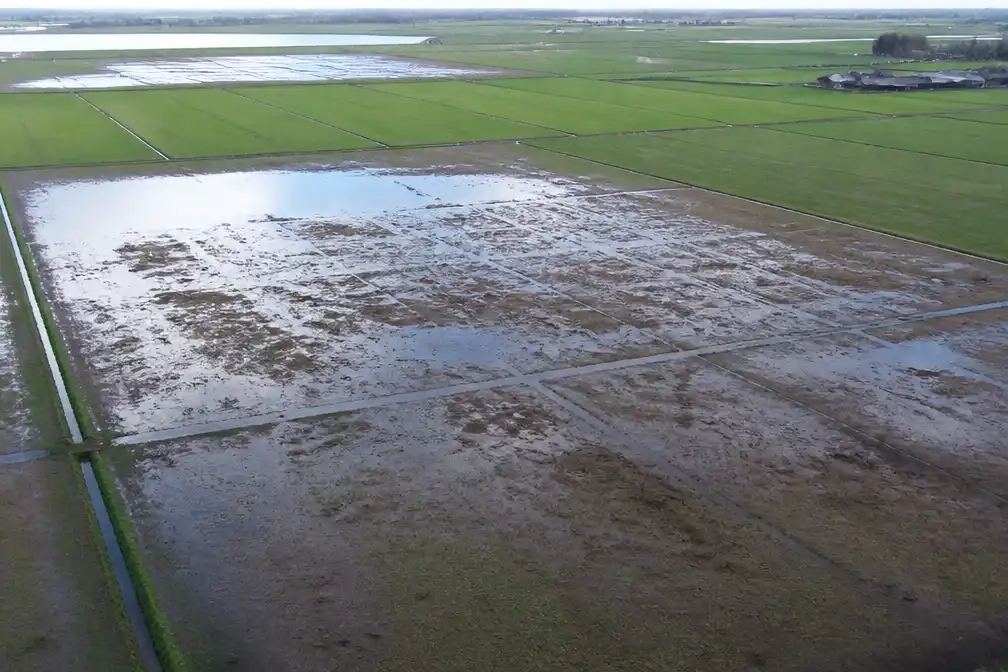 Muizenplaag vreet weilanden kaal, boeren zetten land onder water