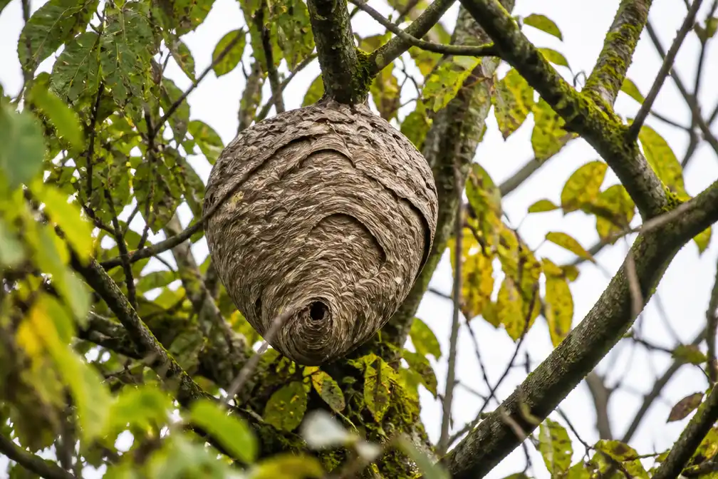 Medewerker boombedrijf Lienden tientallen keren gestoken door hoornaars en in shock