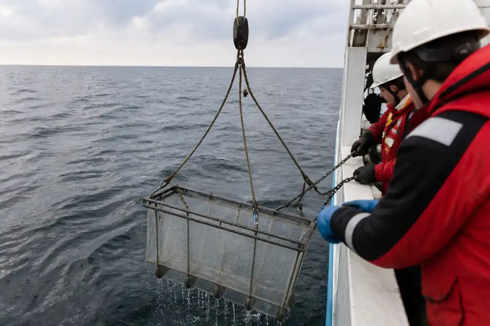 Blauwvintonijnen voor Belgische kust gespot, eerste waarneming sinds 1960