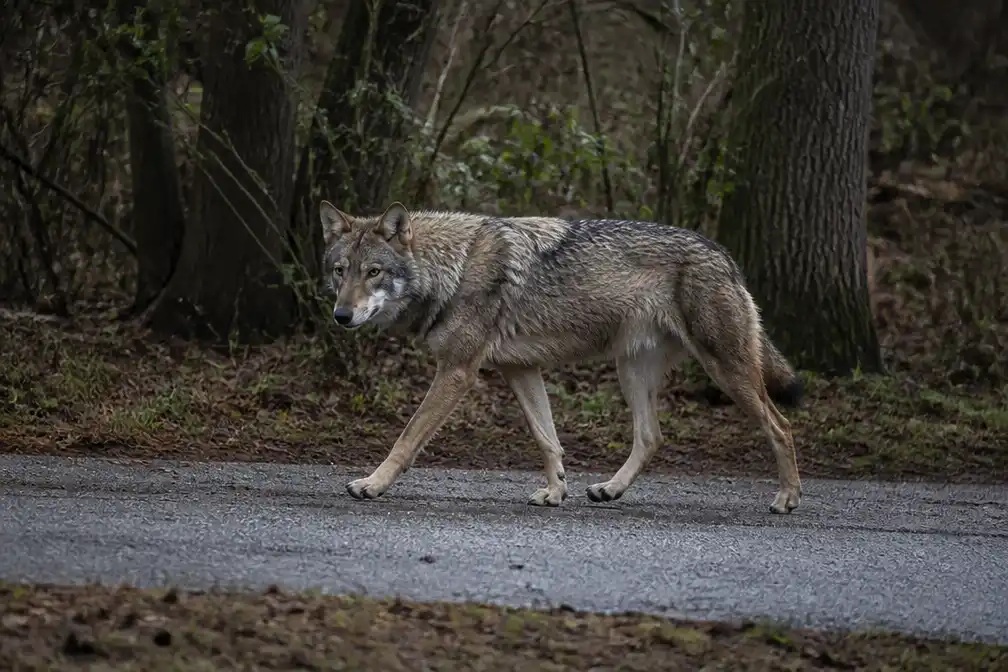 Wolf gespot in Hoogstraten en Rijkevorsel