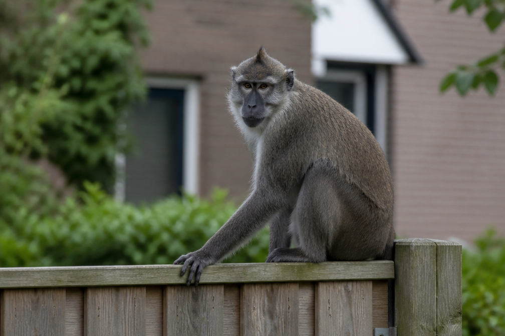 Ontsnapte kuifmangabey uit Beekse Bergen al zes keer gezien maar laat zich niet vangen
