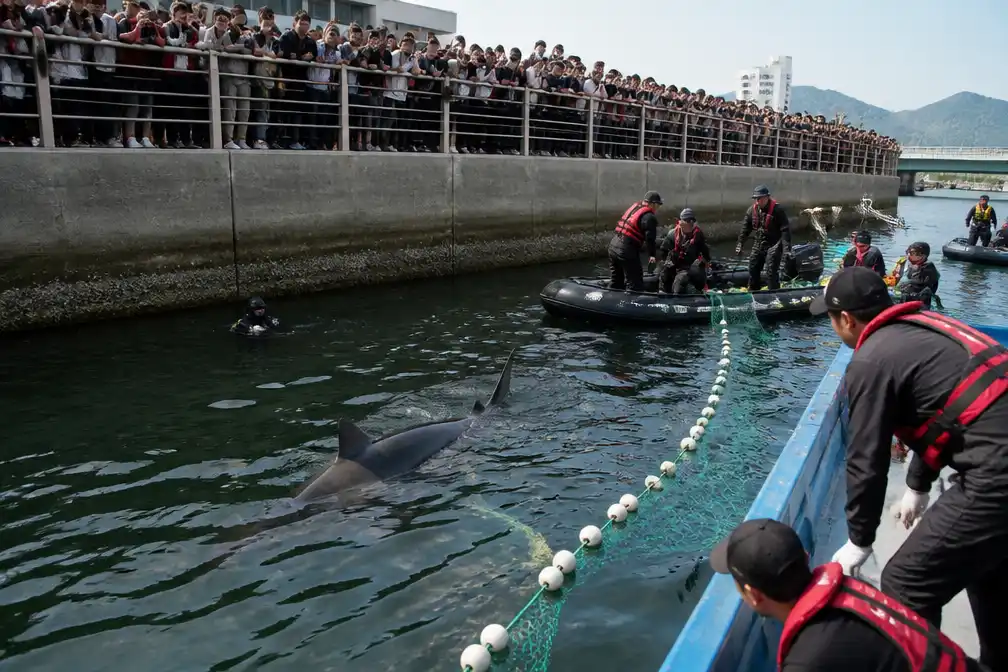 Haai Bukangi na derde reddingspoging weggeleid uit kanaal in Busan