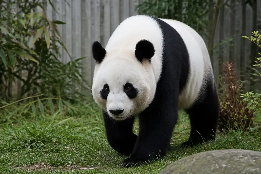 Pairi Daiza verwelkomt in november reuzenpanda Ran Ran uit China