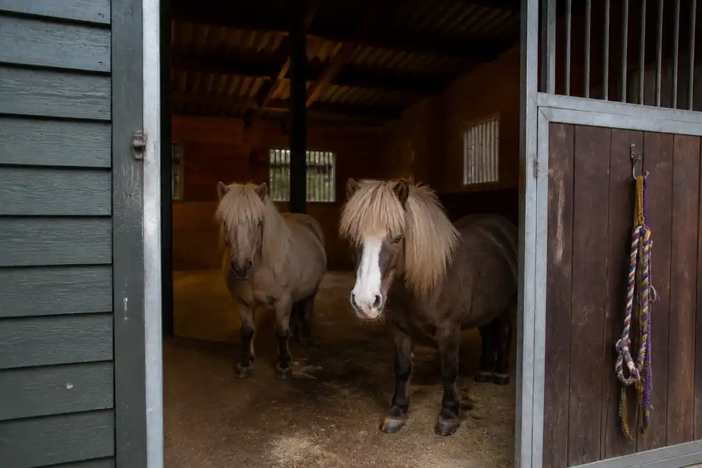 Man dringt paardenstal in De Kiel binnen en betast twee pony's