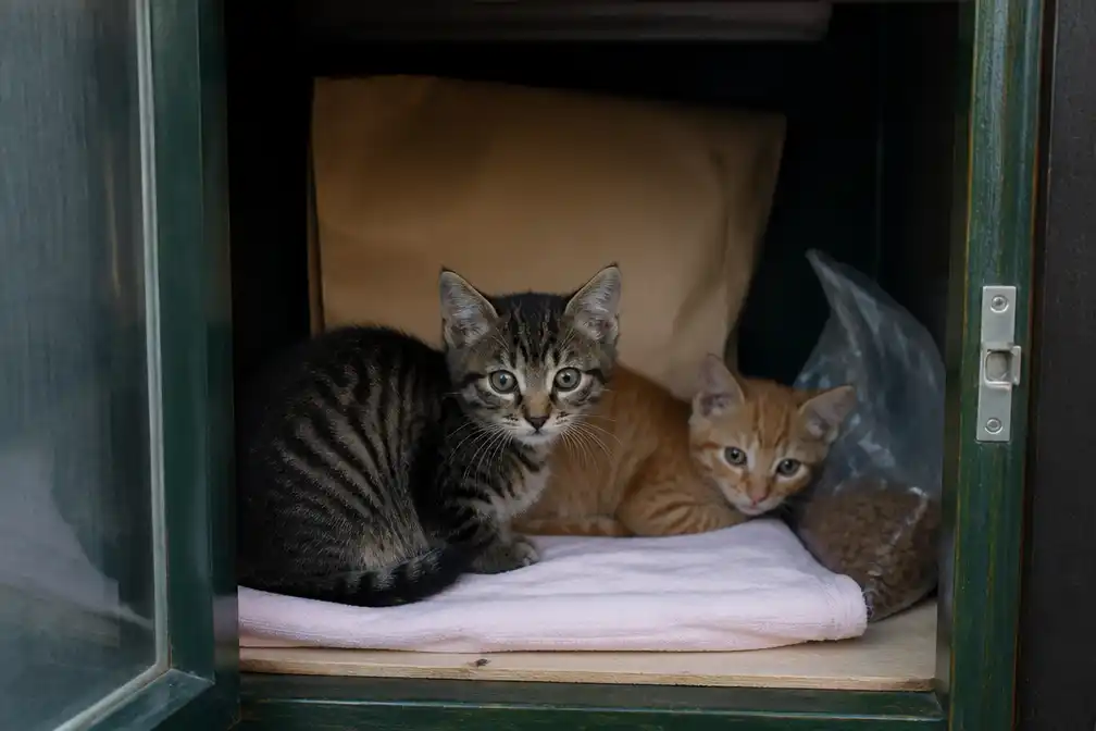 Twee jonge katten achtergelaten in buurtkast Leusden, met excuusbriefje van eigenaar