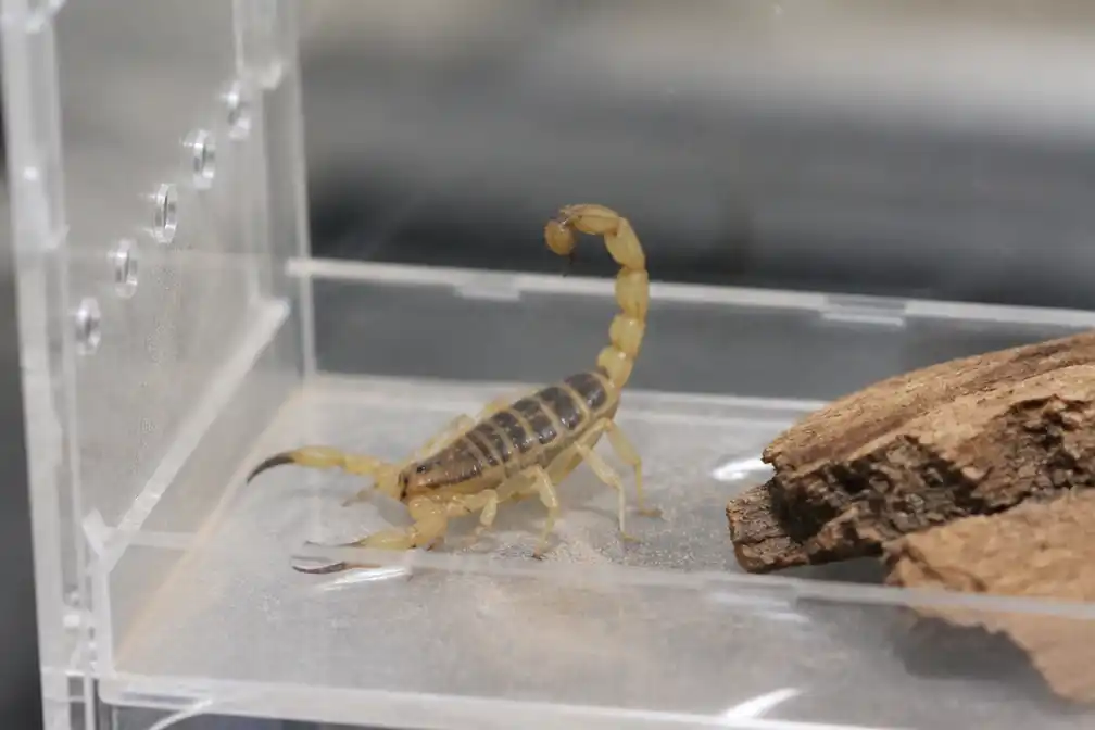 Toeriste brengt per ongeluk een van giftigste schorpioenen mee uit Egypte naar België