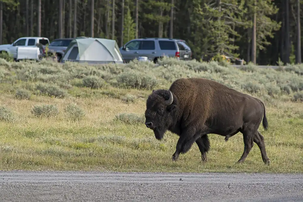 Bison werpt toerist 2,5 meter de lucht in bij Yellowstone; man met botbreuken in ziekenhuis