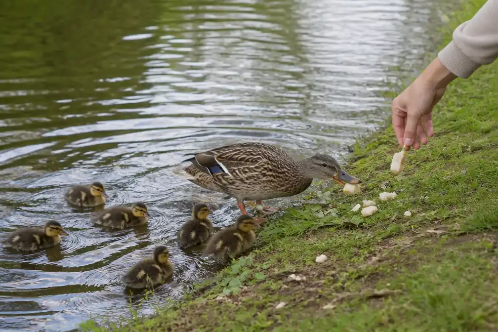 Waterschap roept op geen eenden te voeren om vissterfte te voorkomen