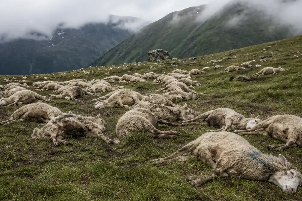 Bijna honderd schapen gedood door blikseminslag in Zwitserse Alpen